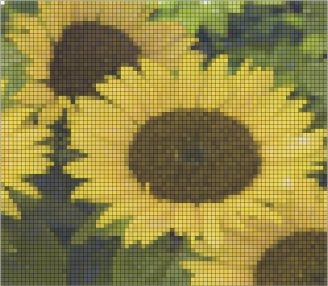 12122-JudyBarr-Sunflowers
